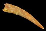 Fossil Pterosaur (Siroccopteryx) Tooth - Morocco #140705-1